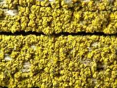 Candelariella xanthostigmoides