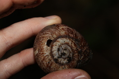 Pedinogyra rotabilis