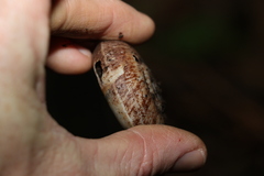 Pedinogyra rotabilis