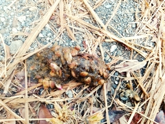 Bassariscus