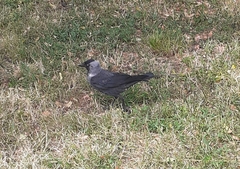 Corvus monedula