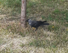 Corvus monedula