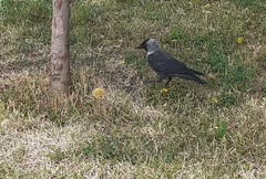 Corvus monedula