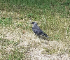 Corvus monedula