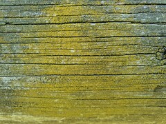 Candelariella xanthostigmoides