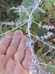 Salvia yangii