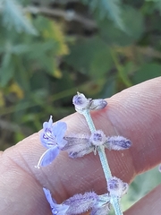 Salvia yangii