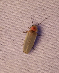 Photinus marginellus