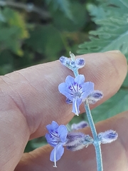 Salvia yangii