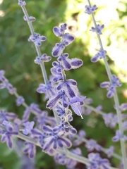 Salvia yangii