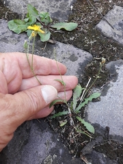 Crepis capillaris