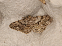 Peribatodes secundaria