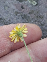 Crepis capillaris