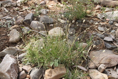 Enneapogon caerulescens