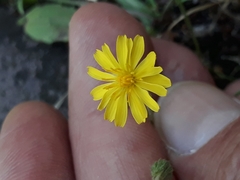 Crepis capillaris