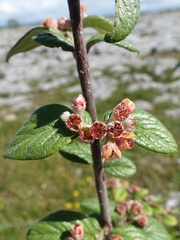 Cotoneaster sternianus