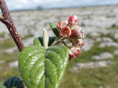Cotoneaster sternianus