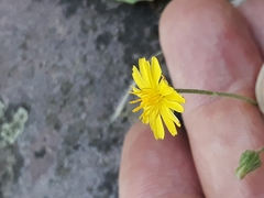 Crepis capillaris