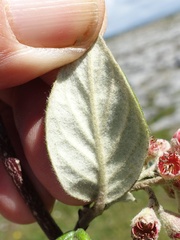 Cotoneaster sternianus
