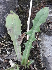 Crepis capillaris