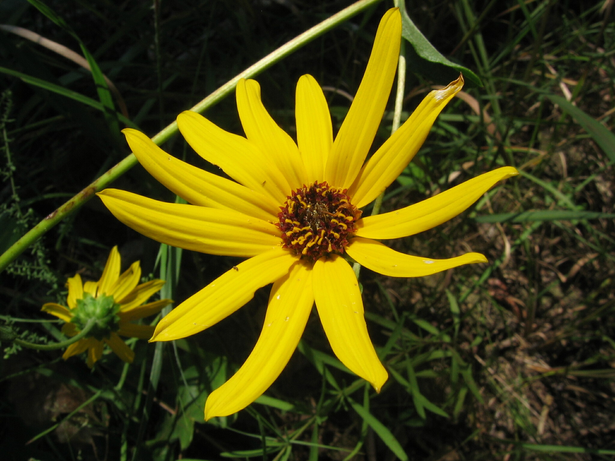 Helianthus atrorubens