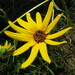 Purpledisk Sunflower - Photo (c) gizzardscout, some rights reserved (CC BY-NC), uploaded by gizzardscout
