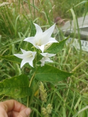 Campanula latifolia