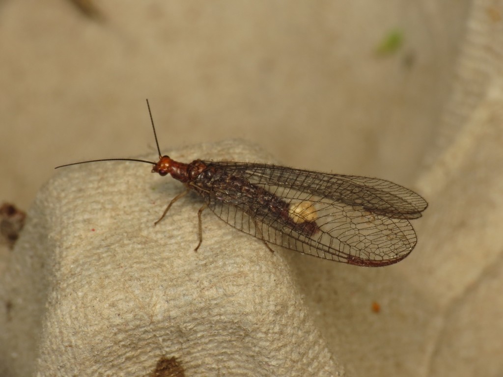 orange-headed lacewing