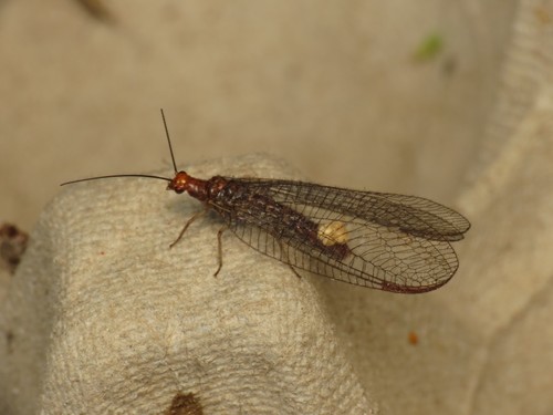 orange-headed lacewing