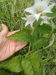 Campanula latifolia