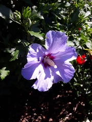 Hibiscus syriacus