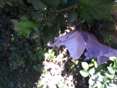 Hibiscus syriacus
