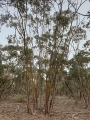 Eucalyptus behriana