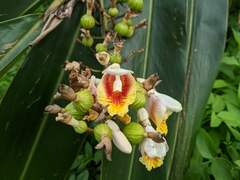 Alpinia zerumbet