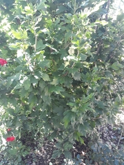 Hibiscus syriacus