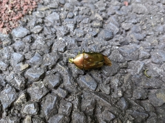 Pseudotorynorrhina japonica