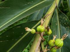Alpinia zerumbet