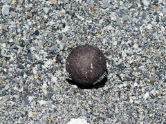 Calophyllum inophyllum