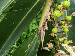 Alpinia zerumbet