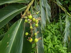 Alpinia zerumbet