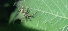 Epidaus sexspinus