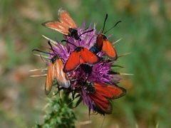 Zygaena rubicundus