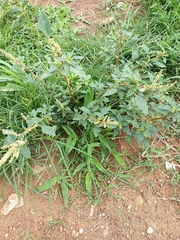 Amaranthaceae