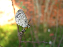 Pseudozizeeria maha okinawana