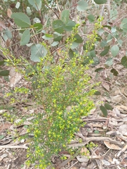 Pimelea hewardiana