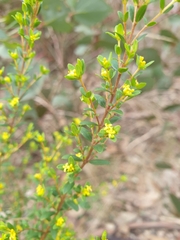 Pimelea hewardiana