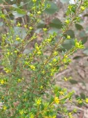 Pimelea hewardiana
