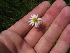Symphyotrichum estesii