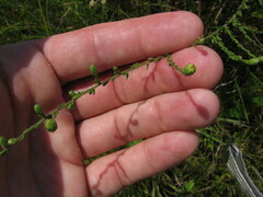 Symphyotrichum estesii