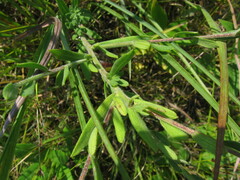 Symphyotrichum estesii